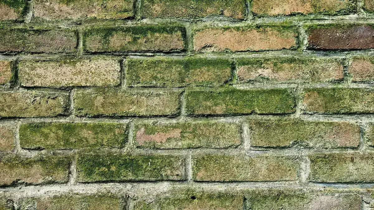 Parede de tijolos coberta de musgo verde